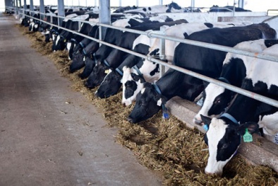 Đầu tư 3.000 tỷ cho chăn nuôi bò sữa